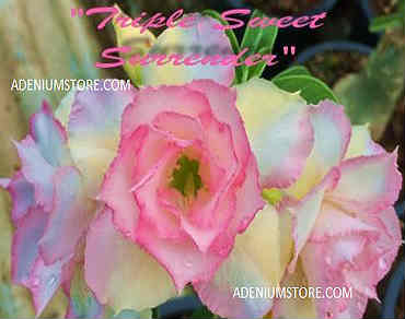 (image for) Adenium Obesum Triple Sweet Surrender x 5 Seeds